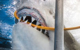 24h qua ảnh: Rợn người cá mập khổng lồ cắn đứt ống thở của thợ lặn