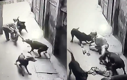 Đau thương: Người đàn ông dắt chó bị cắn xé tơi tả