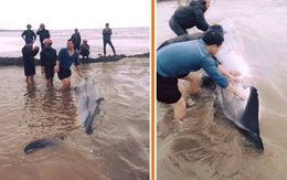 Cận cảnh giải cứu cá voi tại Nam Định