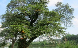 Cận cảnh cây bàng cổ “huyền bí” có giá trăm triệu đồng
