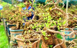 Mãn nhãn ngắm vẻ đẹp “hút mắt” của gốc mai bonsai Bình Định