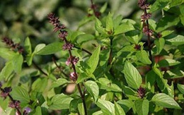 Tác dụng của lá húng quế với sức khỏe