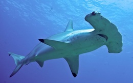10 loài cá mập có hình thù kỳ lạ nhất thế giới