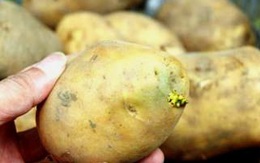 Cách ăn khoai tây tốt nhất cho sức khỏe