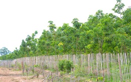 Ngân hàng Nhà nước không dành ưu ái đặc biệt cho Hoàng Anh Gia Lai