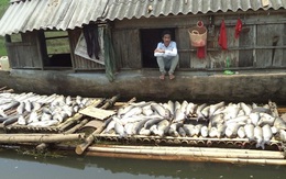 Cá chết trên sông Bưởi: Sớm có biện pháp xử lý công ty vi phạm