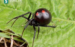 Góa phụ đen - Loài nhện tàn độc nhất thế giới