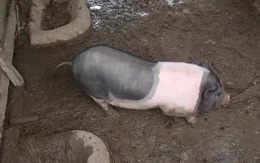 Hà Tĩnh: Hỗ trợ người nghèo phát triển kinh tế bằng... lợn bệnh