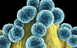 Khi kháng sinh trở nên vô dụng, số người chết vì vi khuẩn sẽ còn nhiều hơn nạn nhân ung thư