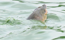 Hồ Hoàn Kiếm có ít nhất 5 cá thể rùa sinh sống?
