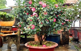 Vụ Tết thắng tiền tỷ: Đại gia cây cảnh ung dung đếm tiền