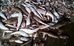 4 tỉnh họp vụ cá chết hàng loạt, chất đống từ Hà Tĩnh đến Huế