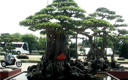 Siêu cây bậc nhất hội tụ trong biệt khu nhà giàu Hà Nội