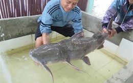 Bữa tiệc 'thủy quái' sông Đà trăm triệu của đại gia Hà Nội