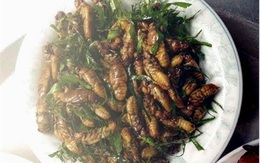 Nhậu ve sầu: Đặc sản mùa hè 500 ngàn/kg