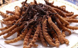 Đông trùng hạ thảo 1,6 tỷ/kg: Đại gia uống thay trà hàng ngày