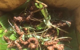 Đại gia chi nửa tỷ mua sâm Ngọc Linh ngâm rượu thưởng Tết