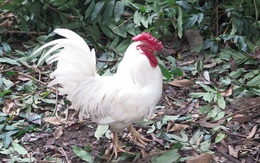 Gà 'huyền thoại' 50 triệu/con, đại gia lùng mua cúng Tết