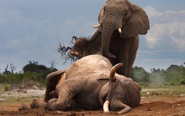 Nọc độc chết người của "sát thủ" dài 5cm có thể hạ sát 2 con voi trong nháy mắt