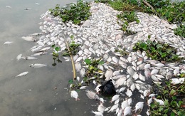 Điều tra hóa chất gây chết cá trên sông Cái Vừng