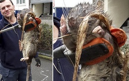 Ghê rợn chuột khổng lồ dài 1,2m ở Anh