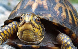 Bị xăng, điện, nước... ngáng chân, doanh nghiệp Việt Nam phát triển như "rùa bò"