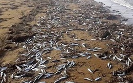 Hà Tĩnh lập 6 tổ giám sát kê khai thiệt hại sau vụ cá chết