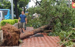 Huế: Mưa gió dữ dội, cây gãy đổ la liệt trên phố