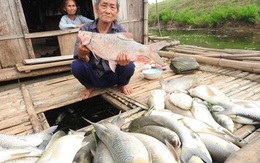 Vụ cá chết trên sông Bưởi: Nhà máy nhận trách nhiệm, đền bù cho dân