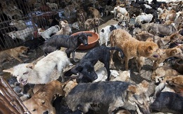 Cái kết gây phẫn nộ cho những chú chó được giải cứu khỏi những lò mổ ở Trung Quốc
