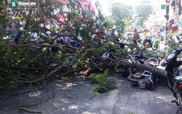 3 người bị nhánh cây me tây đè trúng ở đường phố Sài Gòn