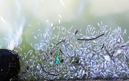 Tảo nở hoa khiến cá chết hàng loạt tại vùng biển Đầm Môn