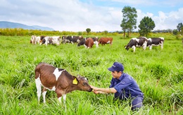 Vinamilk có trang trại bò sữa organic đầu tiên tại Việt Nam