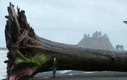 Gốc cây "quái vật" đường kính 3m bất ngờ trôi dạt vào bờ biển Mỹ