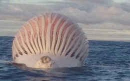 Phát hiện "quái vật" biển nổi trên mặt nước ngoài khơi Australia