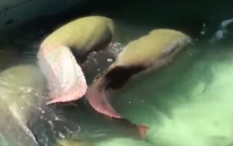 [VIDEO] 2 đàn cá hải tượng "khủng chưa từng thấy" ở Tây Ninh gây xôn xao