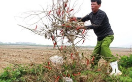 Thương lái bỏ chạy, dân đắng cay đào hố chôn ớt