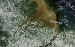 Bất ngờ phát hiện dải san hô ngầm khổng lồ tại vùng Amazon