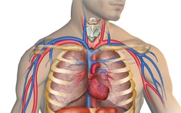 Điều đáng sợ gì xảy ra với con người khi sống dưới nước quá lâu?