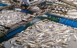 Hà Tĩnh: Cá lồng bè chết trắng chưa rõ nguyên nhân