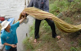 Đi hái "bông súng ma" dài tới 7m lúc nửa đêm ở miền Tây