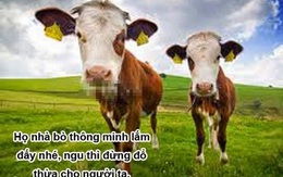 Xem xong, ai dám bảo "Ngu như bò"!?