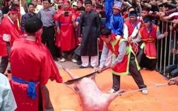 Lễ hội chém lợn: Tổ chức Động vật phản đối yếu tố bạo lực