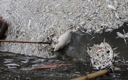 Cá chết trắng ở Hồ Tây: "Chưa lần nào bất thường như lần này"