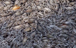 Vụ cá chết trắng Hồ Tây: Nồng độ oxy có nơi đã đạt 4,0