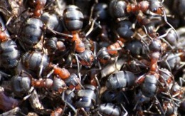 Không thức ăn, hàng triệu con kiến vẫn sinh sôi hầm hạt nhân cũ