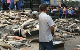 Phẫn nộ khi cá mập quý hiếm được bày bán la liệt với giá như cho ở chợ trời Trung Quốc
