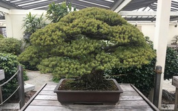 Tuyệt vời thay sức sống bonsai: cây thông trắng này đã 391 tuổi, vẫn sống khỏe dù trải qua thảm họa nguyên tử Hiroshima