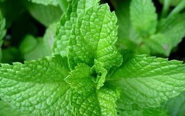 Lợi ích sức khỏe ngạc nhiên của lá bạc hà