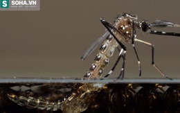 Muỗi biến đổi gen: "Quái vật Frankenstein" ngay giữa lòng nước Mỹ